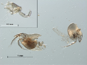  (Oxus setosus - RMNH.ACA.405)  @11 [ ] CreativeCommons - Attribution Non-Commercial Share-Alike (2015) Unspecified Naturalis Biodiversity Center