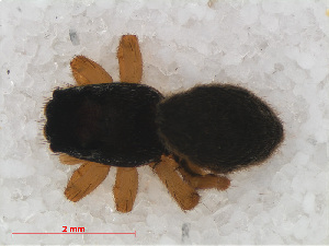  ( - RMNH.ARA.12490)  @12 [ ] CreativeCommons - Attribution Non-Commercial Share-Alike (2012) Unspecified Naturalis, Biodiversity Centre