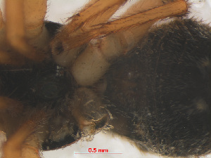  ( - RMNH.ARA.12490)  @12 [ ] CreativeCommons - Attribution Non-Commercial Share-Alike (2012) Unspecified Naturalis, Biodiversity Centre