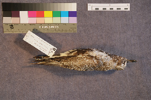  ( - ZMA.AVES.56224)  @11 [ ] CreativeCommons - Attribution Non-Commercial Share-Alike (2013) Unspecified Naturalis Biodiversity Center