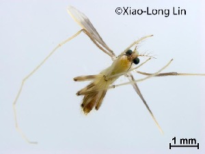  (Stenochironomus sp. 9XL - NLCH145)  @11 [ ] CreativeCommons-Attribution Non-Commercial Share-Alike (2021) Xiaolong Lin College of Life Sciences, Nankai University