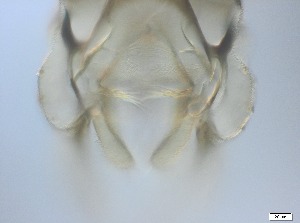  ( - RMNH.5091544)  @11 [ ] CreativeCommons - Attribution Non-Commercial Share-Alike (2018) Unspecified Naturalis Biodiversity Center