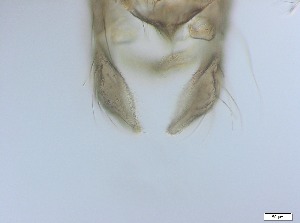  ( - RMNH.5091544)  @11 [ ] CreativeCommons - Attribution Non-Commercial Share-Alike (2018) Unspecified Naturalis Biodiversity Center