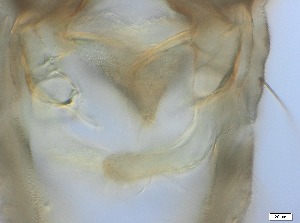  ( - RMNH.5091544)  @11 [ ] CreativeCommons - Attribution Non-Commercial Share-Alike (2018) Unspecified Naturalis Biodiversity Center