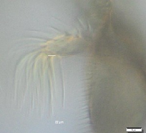  ( - RMNH.5091566)  @11 [ ] CreativeCommons - Attribution Non-Commercial Share-Alike (2018) Unspecified Naturalis Biodiversity Center