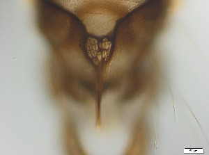  ( - RMNH.5091569)  @11 [ ] CreativeCommons - Attribution Non-Commercial Share-Alike (2018) Unspecified Naturalis Biodiversity Center