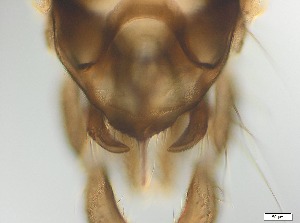  ( - RMNH.5091569)  @11 [ ] CreativeCommons - Attribution Non-Commercial Share-Alike (2018) Unspecified Naturalis Biodiversity Center