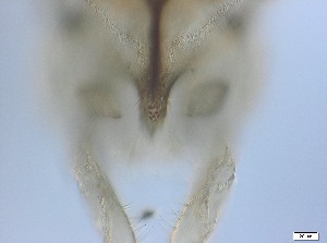  ( - RMNH.5091575)  @11 [ ] CreativeCommons - Attribution Non-Commercial Share-Alike (2018) Unspecified Naturalis Biodiversity Center