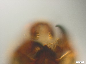  ( - RMNH.5091579)  @11 [ ] CreativeCommons - Attribution Non-Commercial Share-Alike (2018) Unspecified Naturalis Biodiversity Center