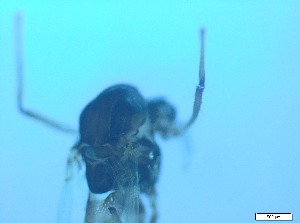  ( - RMNH.5091584)  @11 [ ] CreativeCommons - Attribution Non-Commercial Share-Alike (2018) Unspecified Naturalis Biodiversity Center