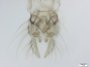  ( - RMNH.5091597)  @11 [ ] CreativeCommons - Attribution Non-Commercial Share-Alike (2018) Unspecified Naturalis Biodiversity Center