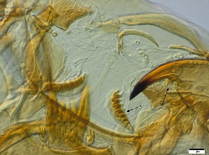  ( - RMNH.5091643)  @11 [ ] CreativeCommons - Attribution Non-Commercial Share-Alike (2018) Unspecified Naturalis Biodiversity Center