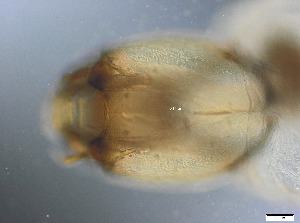  (Glyptotendipes ospeli - RMNH.5091661)  @11 [ ] CreativeCommons - Attribution Non-Commercial Share-Alike (2018) Unspecified Naturalis Biodiversity Center