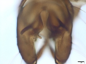  ( - RMNH.5091682)  @11 [ ] CreativeCommons - Attribution Non-Commercial Share-Alike (2018) Unspecified Naturalis Biodiversity Center