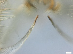  ( - RMNH.5091684)  @11 [ ] CreativeCommons - Attribution Non-Commercial Share-Alike (2018) Unspecified Naturalis Biodiversity Center