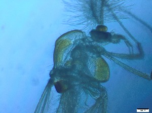  ( - RMNH.5091699)  @11 [ ] CreativeCommons - Attribution Non-Commercial Share-Alike (2018) Unspecified Naturalis Biodiversity Center