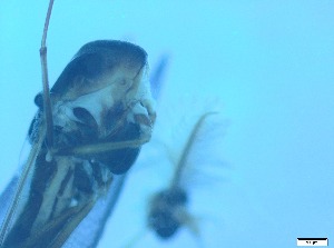  ( - RMNH.5091703)  @11 [ ] CreativeCommons - Attribution Non-Commercial Share-Alike (2018) Unspecified Naturalis Biodiversity Center
