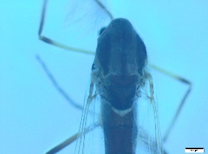  ( - RMNH.5091703)  @11 [ ] CreativeCommons - Attribution Non-Commercial Share-Alike (2018) Unspecified Naturalis Biodiversity Center