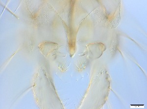  ( - RMNH.5091712)  @11 [ ] CreativeCommons - Attribution Non-Commercial Share-Alike (2018) Unspecified Naturalis Biodiversity Center