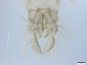  ( - RMNH.5091712)  @11 [ ] CreativeCommons - Attribution Non-Commercial Share-Alike (2018) Unspecified Naturalis Biodiversity Center
