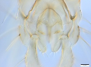  ( - RMNH.5091712)  @11 [ ] CreativeCommons - Attribution Non-Commercial Share-Alike (2018) Unspecified Naturalis Biodiversity Center