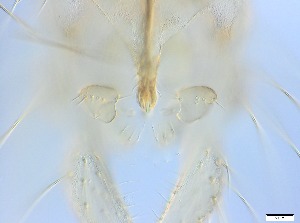  ( - RMNH.5091712)  @11 [ ] CreativeCommons - Attribution Non-Commercial Share-Alike (2018) Unspecified Naturalis Biodiversity Center