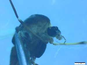  ( - RMNH.5091720)  @11 [ ] CreativeCommons - Attribution Non-Commercial Share-Alike (2018) Unspecified Naturalis Biodiversity Center