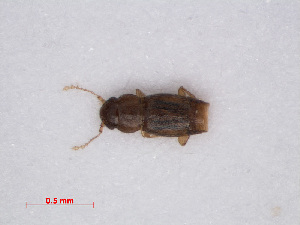  ( - RMNH.INS.535107)  @12 [ ] CreativeCommons - Attribution Non-Commercial Share-Alike (2013) Unspecified Naturalis Biodiversity Center