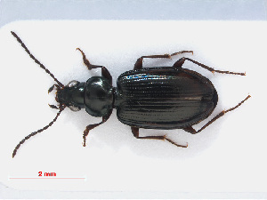  (Bembidion aeneum - RMNH.INS.535639)  @13 [ ] CreativeCommons - Attribution Non-Commercial Share-Alike (2013) Unspecified Naturalis Biodiversity Center