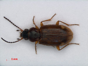  (Bembidion assimile - RMNH.INS.535676)  @15 [ ] CreativeCommons - Attribution Non-Commercial Share-Alike (2012) Unspecified Naturalis, Biodiversity Centre