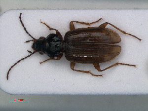  (Bembidion iricolor - RMNH.INS.535679)  @13 [ ] CreativeCommons - Attribution Non-Commercial Share-Alike (2012) Unspecified Naturalis, Biodiversity Centre