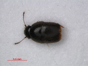  (Acrotrichis atomaria - RMNH.INS.535715)  @11 [ ] CreativeCommons - Attribution Non-Commercial Share-Alike (2012) Unspecified Naturalis, Biodiversity Centre
