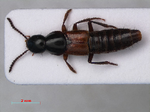  (Quedius puncticollis - RMNH.INS.535743)  @13 [ ] CreativeCommons - Attribution Non-Commercial Share-Alike (2012) Unspecified Naturalis, Biodiversity Centre