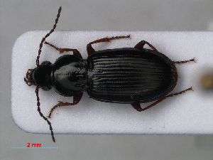  (Pterostichus strenuus - RMNH.INS.535803)  @13 [ ] CreativeCommons - Attribution Non-Commercial Share-Alike (2012) Unspecified Naturalis, Biodiversity Centre