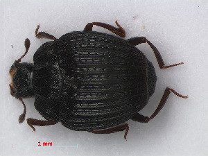  (Onthophilus striatus - RMNH.INS.535817)  @14 [ ] CreativeCommons - Attribution Non-Commercial Share-Alike (2012) Unspecified Naturalis, Biodiversity Centre