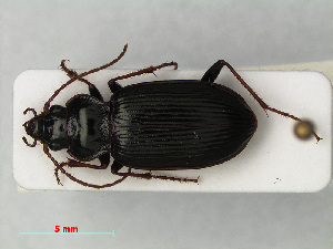  (Nebria salina - RMNH.INS.535164)  @13 [ ] CreativeCommons - Attribution Non-Commercial Share-Alike (2012) Unspecified Naturalis, Biodiversity Centre