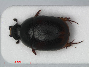  ( - RMNH.INS.535926)  @13 [ ] CreativeCommons - Attribution Non-Commercial Share-Alike (2012) Unspecified Naturalis, Biodiversity Centre