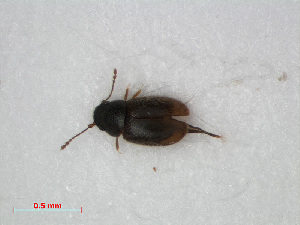  ( - RMNH.INS.535929)  @13 [ ] CreativeCommons - Attribution Non-Commercial Share-Alike (2012) Unspecified Naturalis, Biodiversity Centre