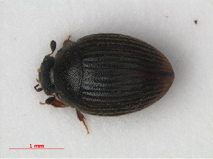  (Cryptopleurum crenatum - RMNH.INS.535958)  @11 [ ] CreativeCommons - Attribution Non-Commercial Share-Alike (2012) Unspecified Naturalis, Biodiversity Centre
