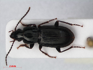  (Pterostichus minor - RMNH.INS.536628)  @14 [ ] CreativeCommons - Attribution Non-Commercial Share-Alike (2013) Unspecified Naturalis Biodiversity Center