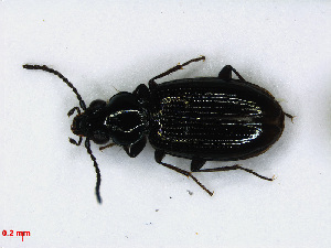  (Bembidion minimum - RMNH.INS.542363)  @13 [ ] CreativeCommons - Attribution Non-Commercial Share-Alike (2013) Unspecified Naturalis Biodiversity Center