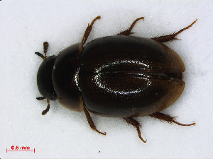  (Anacaena limbata - RMNH.INS.542468)  @13 [ ] CreativeCommons - Attribution Non-Commercial Share-Alike (2013) Unspecified Naturalis Biodiversity Center