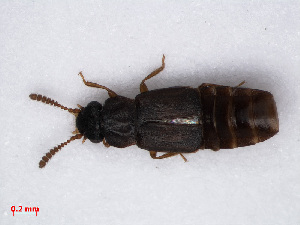  (Phloeonomus punctipennis - RMNH.INS.542595)  @13 [ ] CreativeCommons - Attribution Non-Commercial Share-Alike (2013) Unspecified Naturalis Biodiversity Center