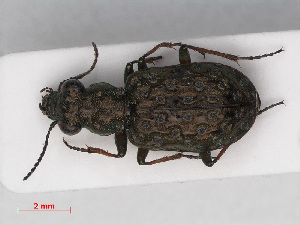  ( - RMNH.INS.542724)  @12 [ ] CreativeCommons - Attribution Non-Commercial Share-Alike (2013) Unspecified Naturalis Biodiversity Center