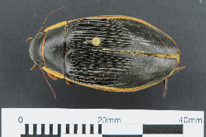  (Dytiscus dimidiatus - RMNH.INS.549510)  @14 [ ] CreativeCommons - Attribution Non-Commercial Share-Alike (2013) Unspecified Naturalis Biodiversity Center