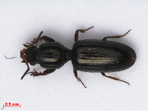  (Dyschirius angustatus - RMNH.INS.549584)  @13 [ ] CreativeCommons - Attribution Non-Commercial Share-Alike (2013) Unspecified Naturalis Biodiversity Center