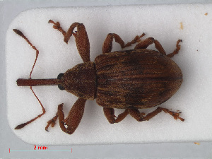  (Anthonomus rectirostris - RMNH.INS.536015)  @15 [ ] CreativeCommons - Attribution Non-Commercial Share-Alike (2012) Unspecified Naturalis, Biodiversity Centre