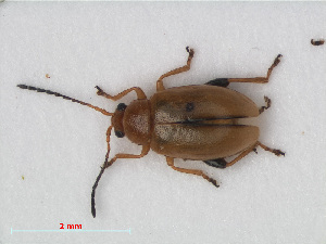  ( - RMNH.INS.536065)  @13 [ ] CreativeCommons - Attribution Non-Commercial Share-Alike (2012) Unspecified Naturalis, Biodiversity Centre