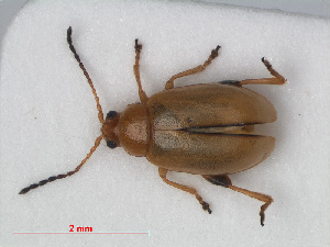  ( - RMNH.INS.536066)  @13 [ ] CreativeCommons - Attribution Non-Commercial Share-Alike (2012) Unspecified Naturalis, Biodiversity Centre