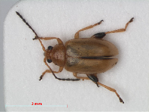  ( - RMNH.INS.536067)  @14 [ ] CreativeCommons - Attribution Non-Commercial Share-Alike (2012) Unspecified Naturalis, Biodiversity Centre